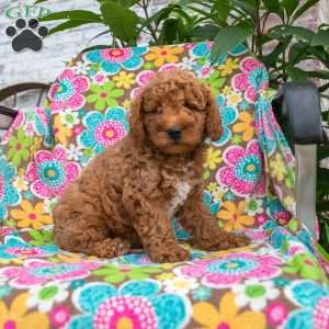 Ryan, Mini Goldendoodle Puppy
